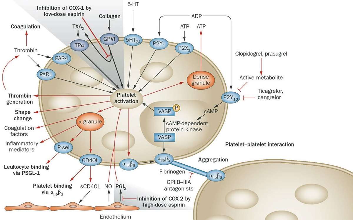 Figur 1: Aktivering av GPIIb/IIIa fører til at trombocyttene aggregerer via fibrinogenbroer (5). Figuren er gjengitt med tillatelse fra Nature Publishing Group.